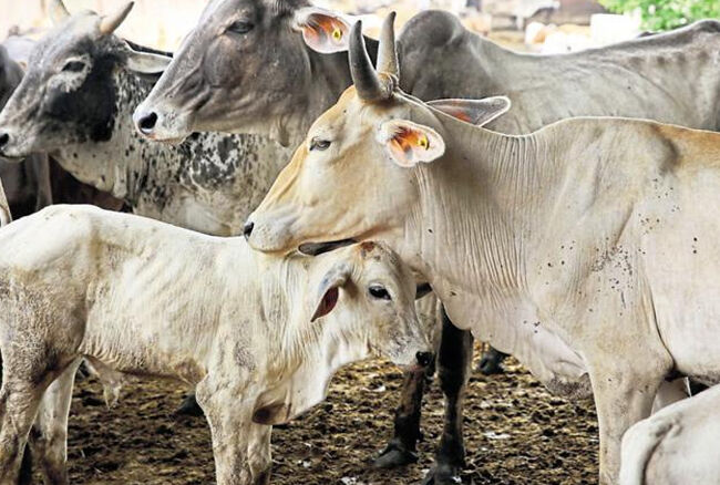 गौहत्या और शराब तस्करी पर गुजरात में 7 से 10 वर्ष की सजा होगी