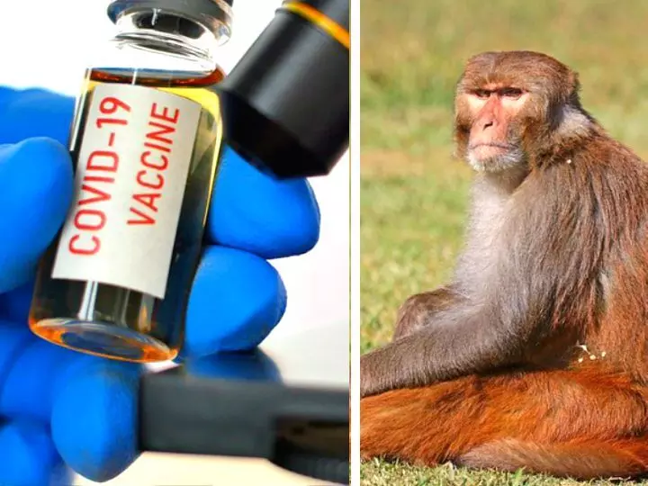 हुर्रे बंदरों पर सफल साबित हुई देशी कोरोना वैक्सीन