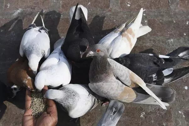 सपा सरकार ने खोजी आजम की भैंस योगी की पुलिस खोज रही कबूतर