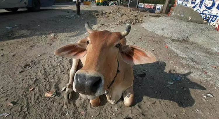 गौशाला खोलने के लिए अनुदान के नाम पर लाखों की ठगी का भंड़ाफोड़ गौशाला खोलने के लिए अनुदान के नाम पर लाखों की ठगी का भंड़ाफोड़