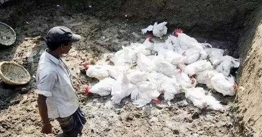 हजारों परिंदों की मौत से बर्ड फ्लू का खतरा हजारों परिंदों की मौत से बर्ड फ्लू का खतरा
