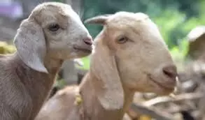 टीका करण के लिए यूपी में अब भेड़-बकरियों के भी बनेंगे आधार कार्ड