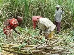गन्ने का खरीद मूल्य बढाने पर पुनर्विचार की मांग
