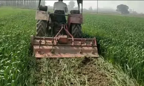राकेश टिकैत के आह्नान पर किसान ने खड़ी फसल को किया नष्ट राकेश टिकैत के आह्नान पर किसान ने खड़ी फसल को किया नष्ट