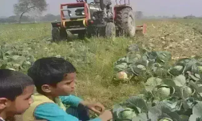 किसानों को खून के आंसू रूला रही पत्ता गोभी किसानों को खून के आंसू रूला रही पत्ता गोभी