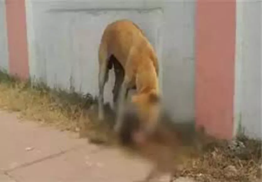 मेडिकल कालेज में नवजात का शव कुत्तों ने नोच खाया मेडिकल कालेज में नवजात का शव कुत्तों ने नोच खाया