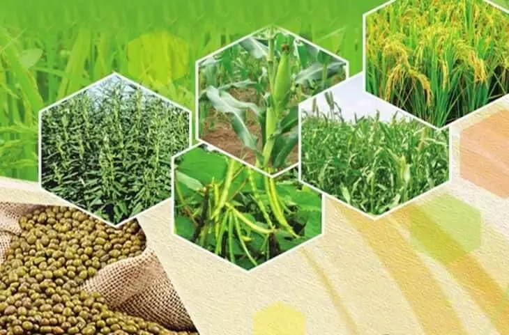 एम एम पी बढने से मिलेंगे बेहतर दाम: अशोक बालियान एम एम पी बढने से मिलेंगे बेहतर दाम: अशोक बालियान