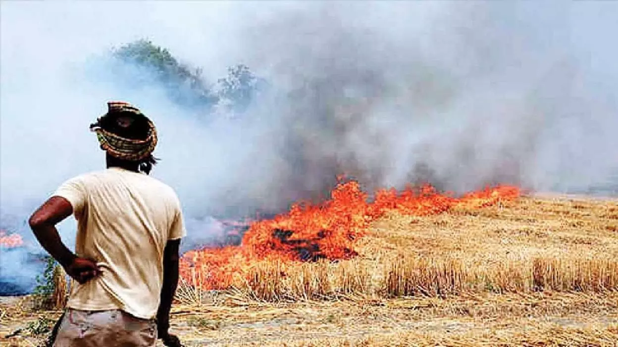 झुकी सरकार, कृषि मंत्री बोले- अब पराली जलाना अपराध नहीं झुकी सरकार, कृषि मंत्री बोले- अब पराली जलाना अपराध नहीं