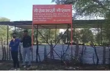 भाजपा नेत्री की गौशाला में सौ गायों की मौत से हडकंप भाजपा नेत्री की गौशाला में सौ गायों की मौत से हडकंप