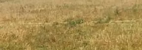 पाकिस्तान में आटे का संकट पाकिस्तान में आटे का संकट