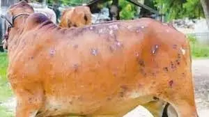 मुजफ्फरनगर...आज 17 नये गांवों तक पहुंचा लम्पी वायरस