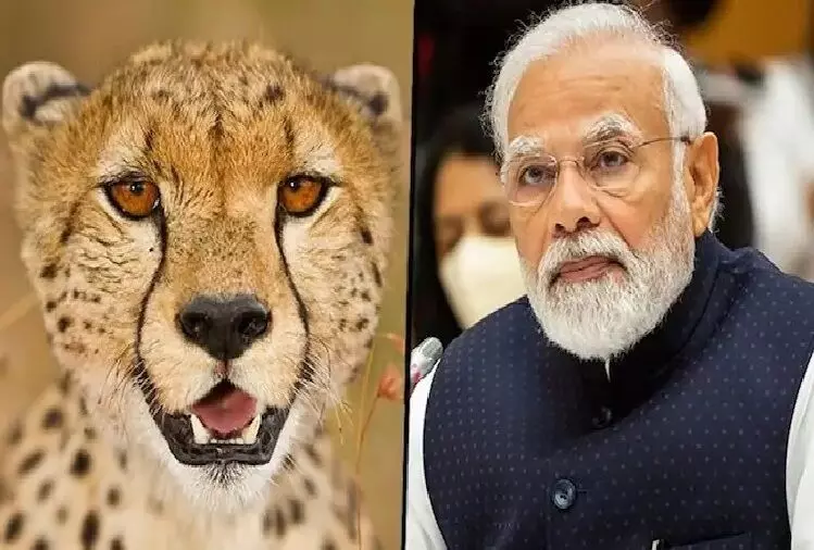 देश के लिए कल ऐतिहासिक दिन, मोदी अपने जन्मदिन पर मप्र की धरती से देंगे चीतों की सौगात देश के लिए कल ऐतिहासिक दिन, मोदी अपने जन्मदिन पर मप्र की धरती से देंगे चीतों की सौगात