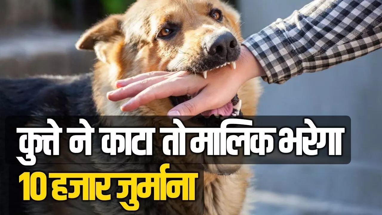 सावधान! पालतू कुत्ते या बिल्ली ने किसी को काटा तो मालिक को भरना होगा 10 हजार का जुर्माना सावधान! पालतू कुत्ते या बिल्ली ने किसी को काटा तो मालिक को भरना होगा 10 हजार का जुर्माना