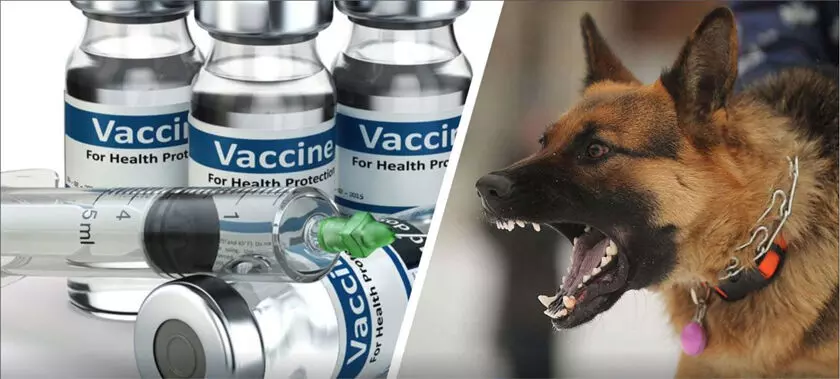 नोएडा में गहराया एंटी रेबीज वैक्सीन का संकट