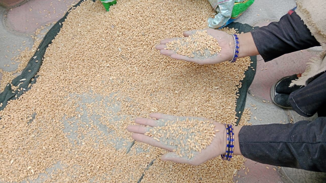 गेहूं में रेत मिलाकर गरीबों को बांट रहा राशन डीलर
