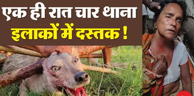 भेडिये ने महिला पर बोला हमला, क्षेत्र में दहशत भेडिये ने महिला पर बोला हमला, क्षेत्र में दहशत