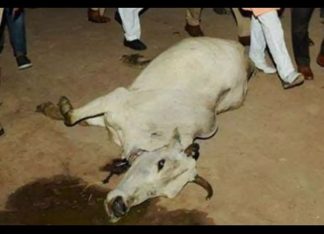 MUZAFFARNAGAR_गौशाला में कई गौवंशों की मौत से मचा हड़कंप, आधी रात हुआ अंतिम संस्कार MUZAFFARNAGAR_गौशाला में कई गौवंशों की मौत से मचा हड़कंप, आधी रात हुआ अंतिम संस्कार